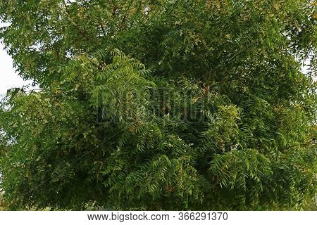 Azadirachta Indica, Commonly Known As Neem, Nimtree Or Indian Lilac.
