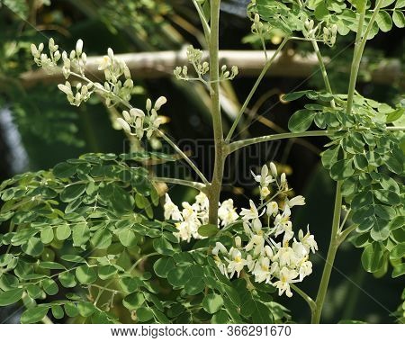 Drumstick Vegetable Hanging In Its Own Tree,moringa Oleifera Is The Most Widely Cultivated Species I