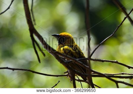 Yellow Southern Masked Weaver Bird (ploceus Velatus), Pretoria, South Africa