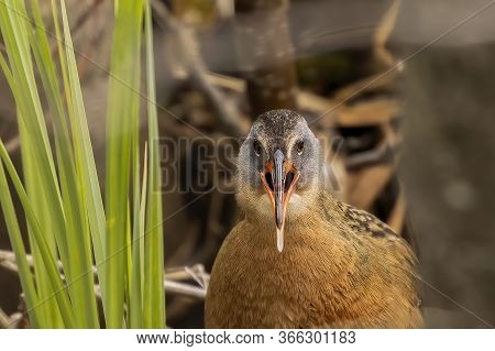 The Virginia Rai (rallus Limicola) Small Water Bird In The Marsh. Natural Scene From Conservation Ar