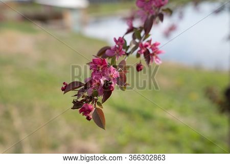Hall Crabapple Flowers On A Branch, Also Known As A Flowering Crab Apple (malus Halliana)