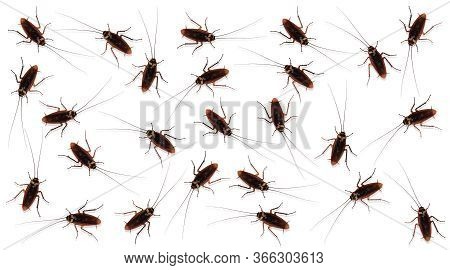 Cockroaches On Isolated White Background. The Patterns Of Cockroaches With The White Backdrop. The S