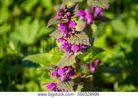 Flowering Plant Lamium Maculatum (spotted Dead-nettle, Spotted Henbit, Purple Dragon) With Magenta F