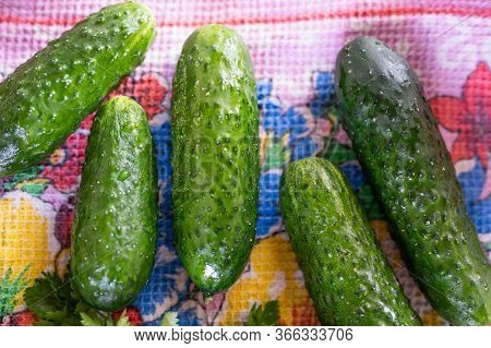 Fresh Pickled Cucumbers. Lie On The Fabric