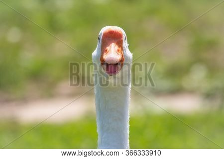 Portrait Of Domestic Goose, Anser Cygnoides Domesticus, On Green Blured Background With An Open Beak