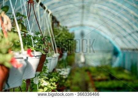 A Small Greenhouse For Growing Plants, Bushes And Flowers. Domestic Co-farming In The Home Area