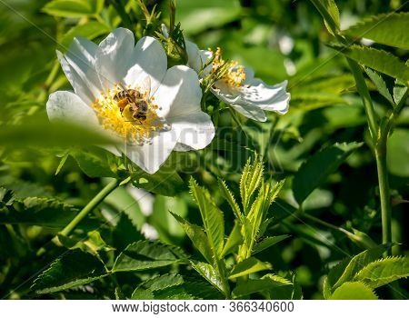 Honey Bee Collecting Pollen From A White/yellow Flower.