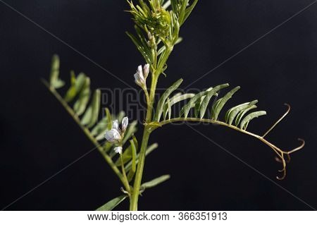 Flower Of A Hairy Vetch, Vicia Hirsuta