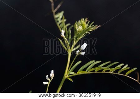 Flower Of A Hairy Vetch, Vicia Hirsuta