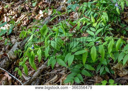 Lathyrus Vernus Flowering Herbaceous Perennial Plant. Forest Plants Of Ukraine.