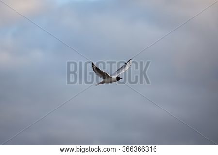Seagull Fling Near Docks On The Cloudy Evening Cloud Background. Photo Taken In Europe, Latvia.