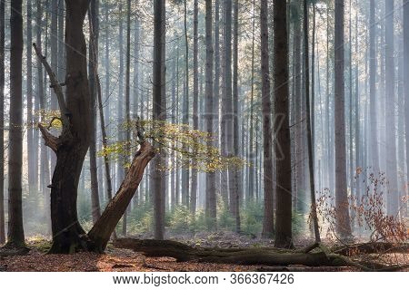 Speulderbos, Gelderland, The Netherlands - October 30, 2019 : Some Green Leaves Between The Trees