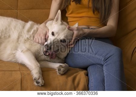 The Girl Strokes And Caresses A White West Siberian Husky Laika Dog, Which Lies On A Yellow Sofa, St