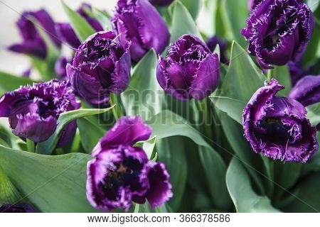 Bunch Of Tulip Flowers Close Up For Background, Flowerbed Untypical Macro, Many Petails Bright Color
