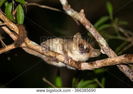 One Small Mouse Lemur Looks Down From A Branch At Night