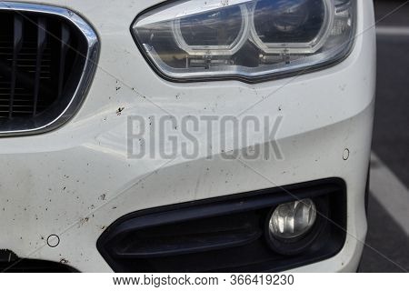 Midges Insects On The Bumper And Hood Of The Car
