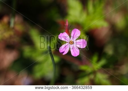 A Tiny Pink Herb Robert Wildflower In Woodlands