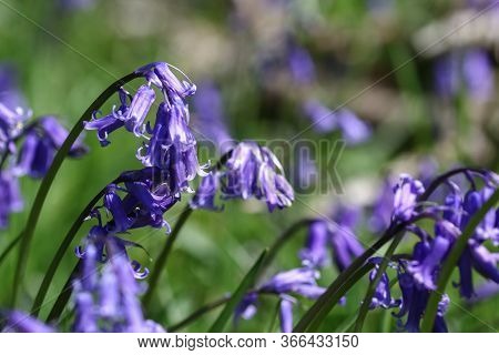 A Landscape Of Dropping Native Bluebells Flowers