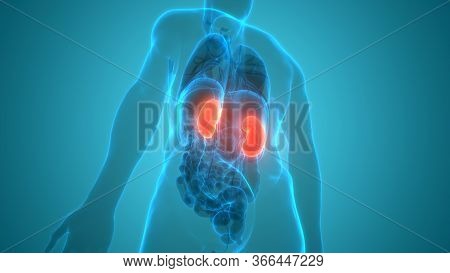 3d Illustration Concept Of Human Urinary System Kidneys Anatomy