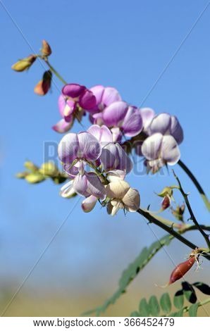 Pink Purple Australian Indigo Flowers, Buds And Pods, Indigofera Australis, Family Fabaceae. Widespr