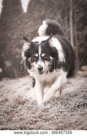 Border Collie Is Running In Winter In Grass. He Is Running To His Breader.