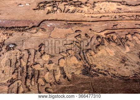 Traces Of A Pest On A Tree Bark Closeup. Damaged Wood By Bark Beetle. Tree Bark Destruction By Insec