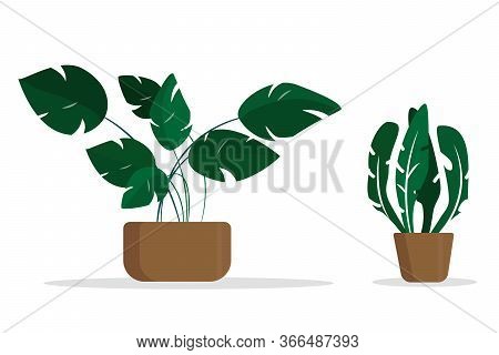 Group Of Indoor Plants On A White Background Vector