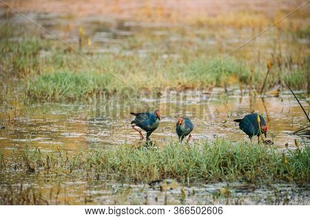 Goa, India. Three Grey-headed Swamphen Birds In Morning Looking For Food In Swamp. Porphyrio Polioce