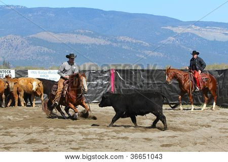 Horse Cutting Show