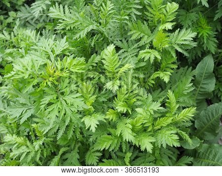 Rare Plant Large-leafed Tansy Flowering Plants In The Aster Family , Asteraceae Tanacetum Macrophyll
