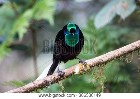 Beautiful Bird-of-paradise Of New Guinea With Long Tail And Beak Aeting Tropical Fruit