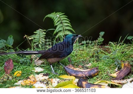 Beautiful Bird-of-paradise Of New Guinea With Long Tail And Beak Aeting Tropical Fruit