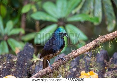 Beautiful Bird-of-paradise Of New Guinea With Long Tail And Beak Aeting Tropical Fruit
