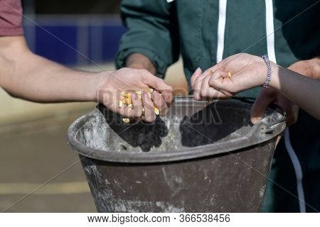 Closeup of hands grabing corn to feed cattle