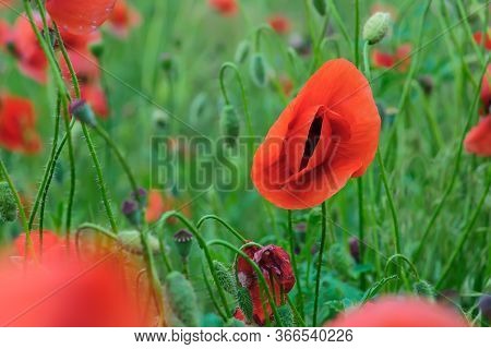 Bright Red Poppy Flowers In Summer. Bees Collect Nectar. Beauty