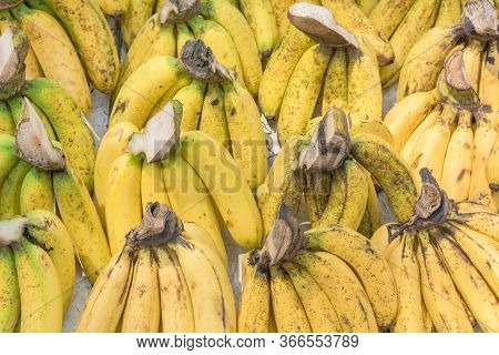 Full Background Close Up Abundance Of Banana Bunches At Fruit Stand In Geylang, Singapore