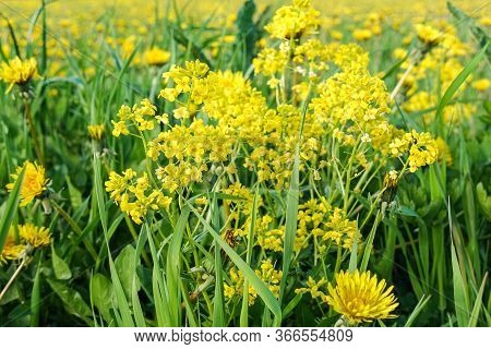 Summer Yellow Flowers And Different Herbs On The Meadow. Wildflower Meadow, Flower Meadow, Wildflowe