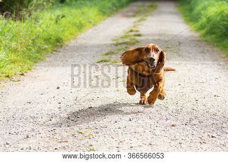 A Basset Dog With Long Floppy Ears Comes Running And Has A Funny Look