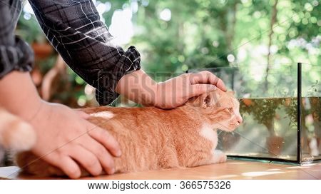 Lock Down And Self-quarantine At Home With Cat. Social Disconnect And Stay Home Stay Safe. Mental He