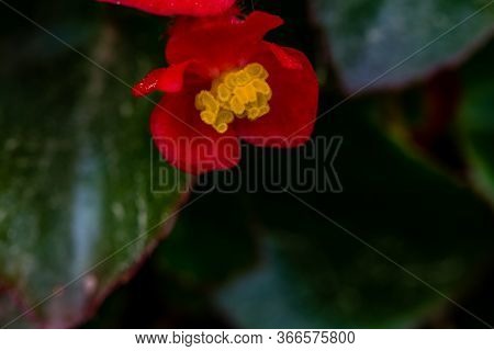 Closeup Of Beautiful Red Flower With Yellow Center On Dark Background Of Green Leaves.