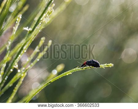 Heliotaurus Ruficollis. Beetle Photographed In Its Natural Environment.