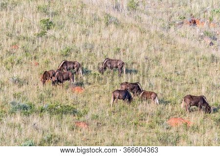 A Herd Of Black Wildebeest, Connochaetes Gnou, On The Slope Of A Mountain At Uithoek Near Fouriesbur