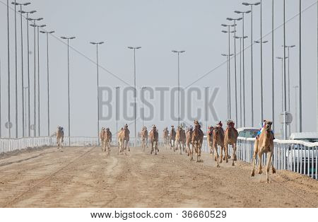 Renn-Kamele in doha