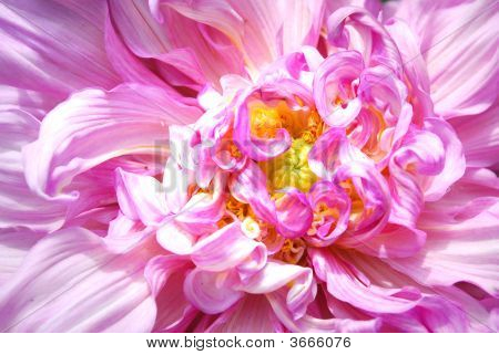 Bella e rosa.