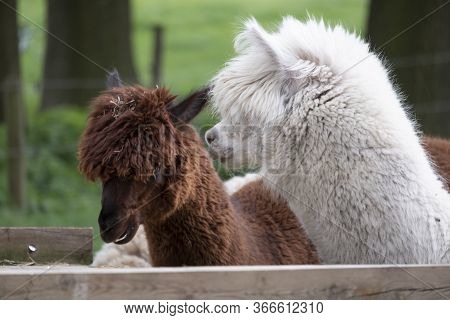 White Alpaca, A White Alpaca In Front Of A Brown Alpaca. Selective Focus On The Head Of The White Al