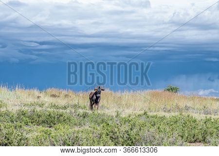A Black Wildebeest, Connochaetes Gnou, Against Dark Clouds At Uithoek Near Fouriesburg In The Free S