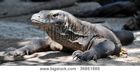 Komodo dragen