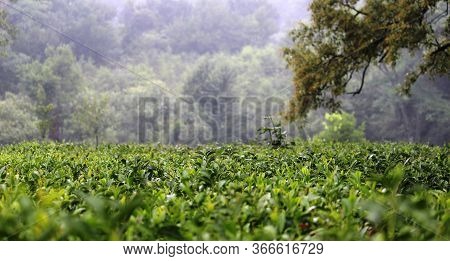 Amazing View Of Tea Plantation In Himalaya