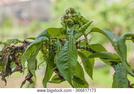 Peach Tree Completely Infested With Aphids. Aphid Attacks Can Lead To Death Of The Peach Tree.