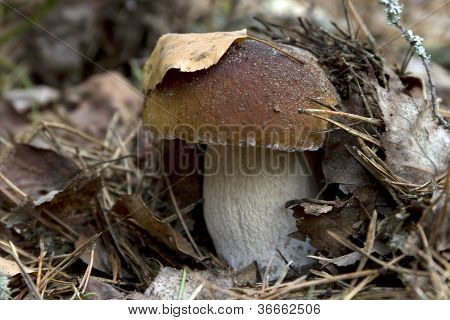 Boletus ในป่า